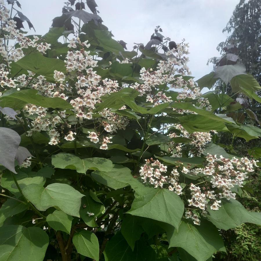 La Haie A Cerf Watronville 외부 사진